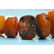 81 g. Vintage 100% natural Baltic amber necklace white - 4