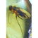 Natural Baltic amber pendant with fly (Diptera) insect, - 4