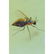 Natural Baltic amber pendant with fly (Diptera) insect, - 5
