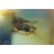 Natural Baltic amber pendant with fly (Diptera) insect, - 6