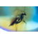 Natural Baltic amber pendant with fly (Diptera) insect, - 7