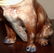 Victorian 19th Century Majolica Pug - 10