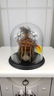 Replica Jivaro Arrow-nose Warrior Shrunken Head on - 5