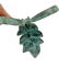 Bronze Butterfly - door knocker - door hanger - 2