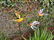 3 iron birds on a stick - Garden decoration - colorful - 4