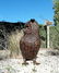 Bronze Owl sculpture - 4