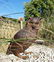 Bronze Owl sculpture - 5