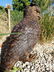 Bronze Owl sculpture - 7