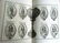 1755 ILLUSTRATED ANTIQUE FOLIO Historia Genealogica - 11