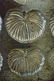 Chocolate Mold, Seashell motif - 3