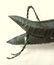 Graphic Grasshopper Vane - 11