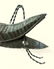 Graphic Grasshopper Vane - 3