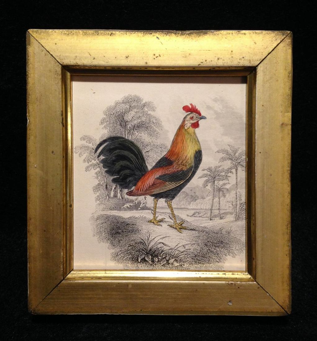 1836 hand colored rooster engraving (1 of 2)