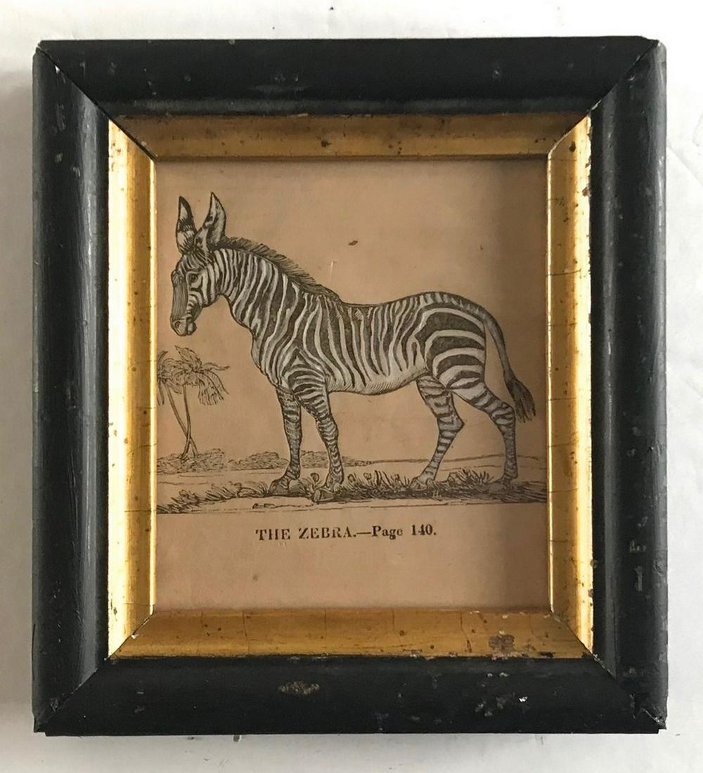 Early 19th C Hand Colored Engraving of a Zebra (1 of 1)