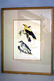 A pair of framed bird prints by Prideaux John Selby