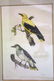 A pair of framed bird prints by Prideaux John Selby - 2