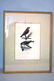 A pair of framed bird prints by Prideaux John Selby - 6