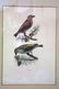 A pair of framed bird prints by Prideaux John Selby - 7