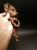 Cast Iron Lion Door Knocker w Hook - 12