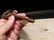 Cast Iron Large Skeleton Church Key - 6