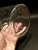 Pharmacy Apothecary Glass Jar Bottle w Lid - 4