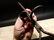 Wrought Iron Mining Sticking Tommy Miners Candlestick - 9