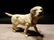 Miniature Cast Iron Yellow Lab Dog - 2