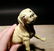 Miniature Cast Iron Yellow Lab Dog - 8