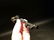 Cast Iron Skeleton Key Bottle Opener Cap Lifter - 9