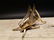 Gold Brass Fireplace Good Luck Hearth Cricket - 12