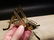 Gold Brass Fireplace Good Luck Hearth Cricket - 9