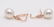 14 kt. Rose Gold- 10x11mm Champagne White South Sea - 5