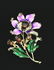 Pendant Brooch gorgeous Flower lilac purple Enamel and - 7