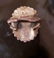 Signed DJ American Indian Zuni Cluster Ring Sterling - 6