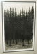 US Frame Aquatint Print Thick Pine Forest - 2