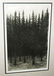 US Frame Aquatint Print Thick Pine Forest - 4