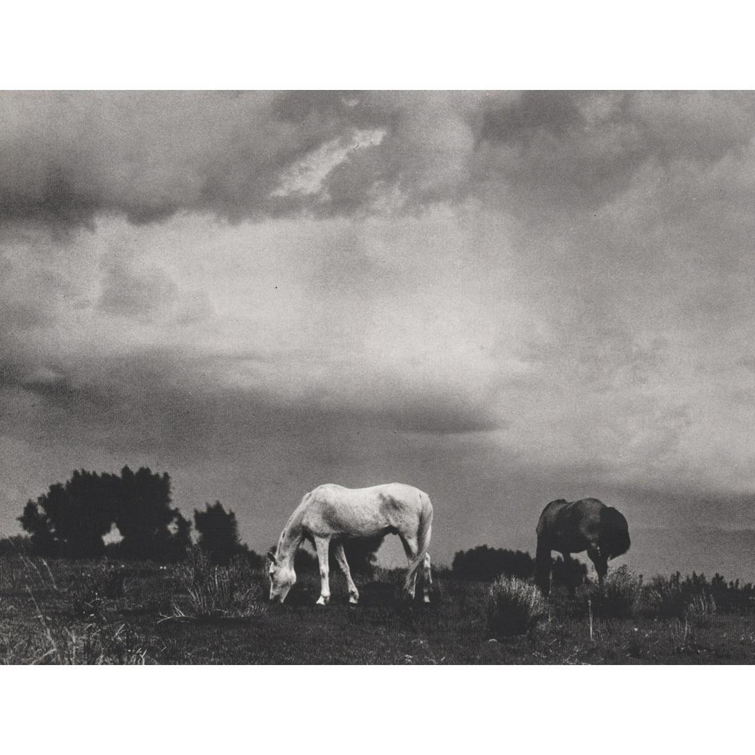 PAUL STRAND - Grazing Horses, Taos, NM 1930: Artist: PAUL STRAND Print Title: Grazing Horses, Taos, New Mexico 1930 Medium: Sheet-Fed Gravure Printing Date: 1970's Printed in Switzerland Image Size approx: 7 X 8.5 inches Paul Strand (1890–1976