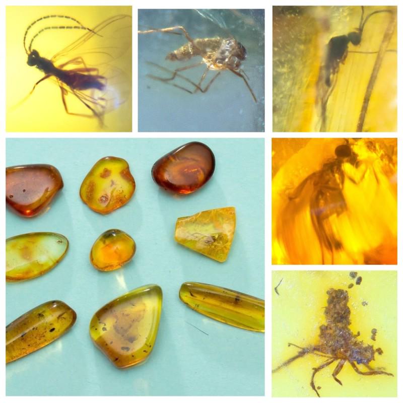 Inclusions in natural Baltic amber, 9 Gemstones fossils (1 of 14)