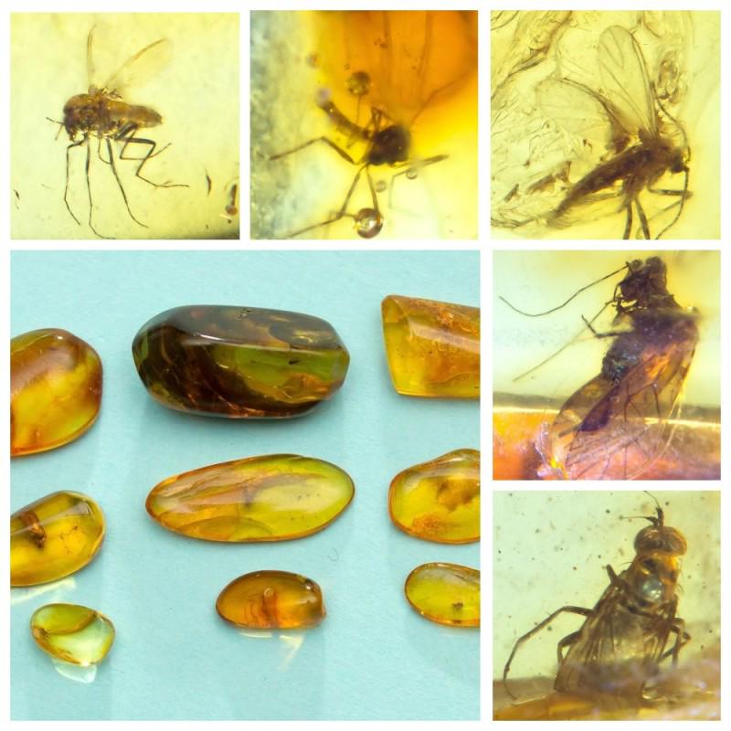 Inclusions in natural Baltic amber, 9 Gemstones fossils (1 of 14)