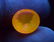 Tenebrescent Scapolite Loose Gemstone - Extremely Rare - 5