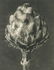Karl Blossfeldt, Centaurea Grecesina