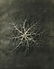 Karl Blossfeldt, Nigella Damascena