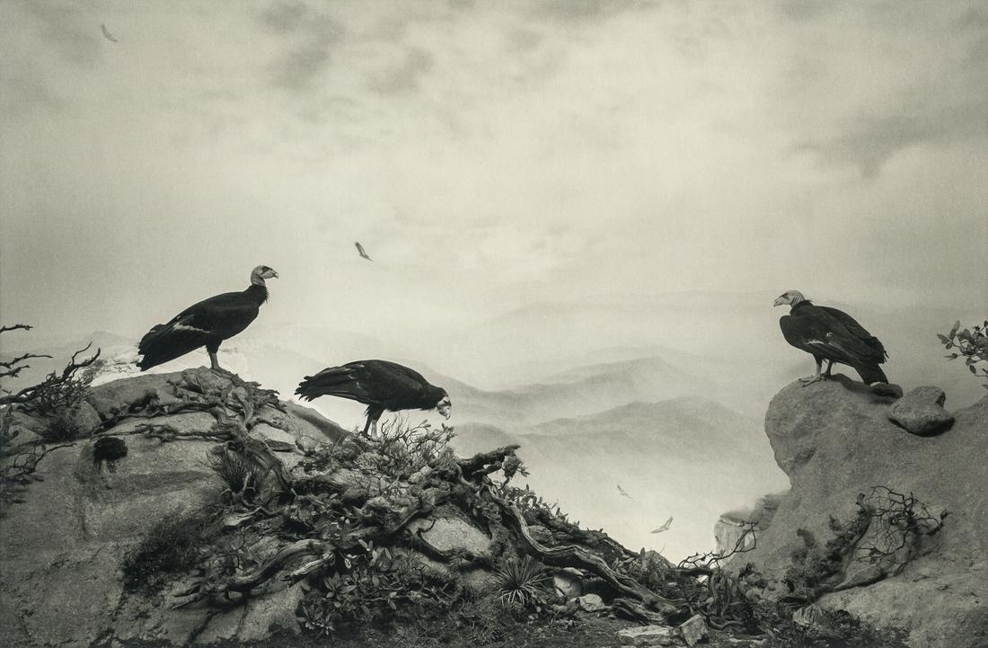 Hiroshi Sugimoto, California Condor, 1994: Artist: Hiroshi Sugimoto Title: California Condor, 1994 Medium: Photo Litho, 2005, Germany Dimensions: 8.5x5.6" Additional Information: Heat Wax Mounted on 8.5x11" Conservation Board Artist Bio: Hiros