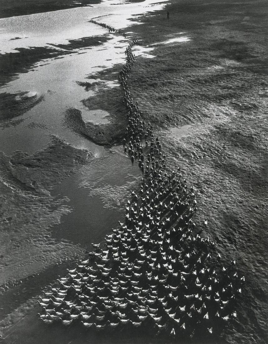 Shi-Ming Tsay, The Duck March, Taipei, Taiwan, 1966: Artist: Shi-Ming Tsay Title: The Duck March, Taipei, Taiwan, 1966 Medium: Photo Litho, 1999, Italy Dimensions: 7x9" Additional Information: Heat Wax Mounted on 11x14" Conservation Board Reserve: $35.0