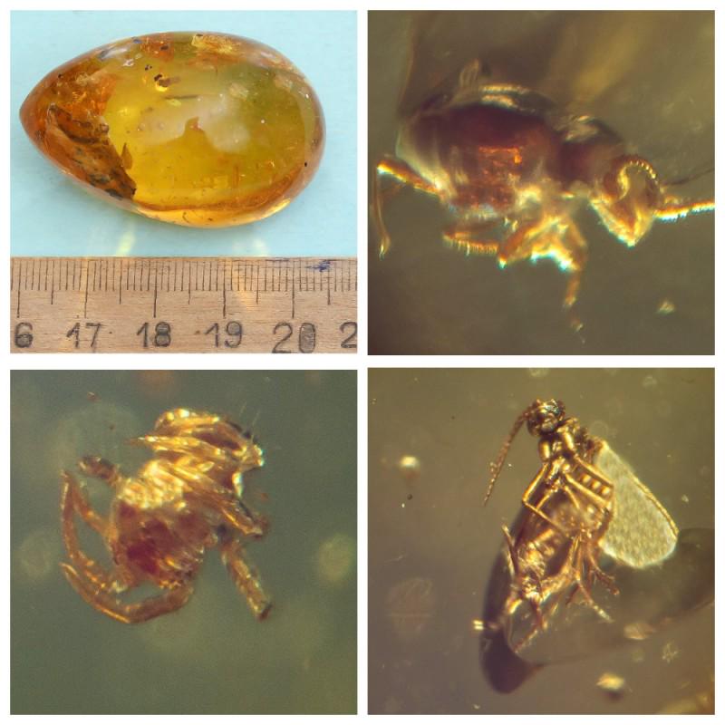 16.21 g. 100% natural Baltic amber stone fossil with: 4 inclusions in stone. In stone most likely a spider and a beetle. Weight: 16.21 gram Size: 23x28x44 mm Inclusion: Spider (Arachnid), Beetle (Coleoptera), Fly (Diptera) Age: 45-50 million years old Ph