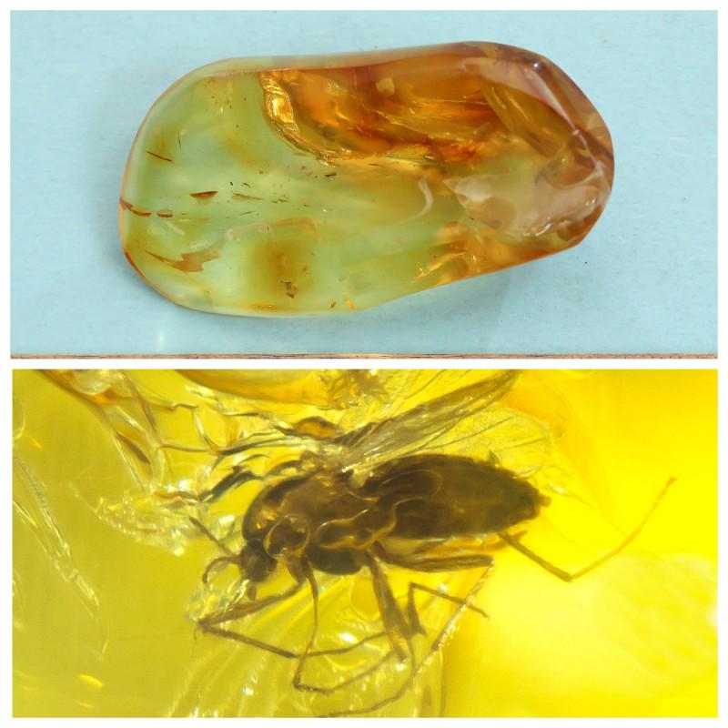 15.05 g. 100% natural Baltic amber stone fossil with: Weight: 15.05 gram Size: 19x29x57 mm Inclusion: Fly (Diptera) Age: 45-50 million years old Photo of insects made with zoom Stone: 100% natural Baltic amber Treatment: no Condition: as on the photo (pl