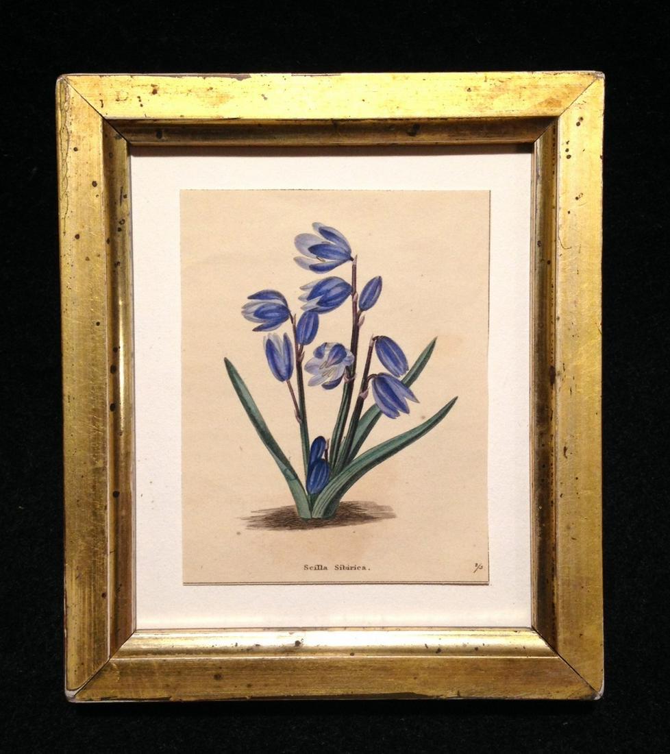 C 1920 hand colored blue floral engraving (1 of 2)