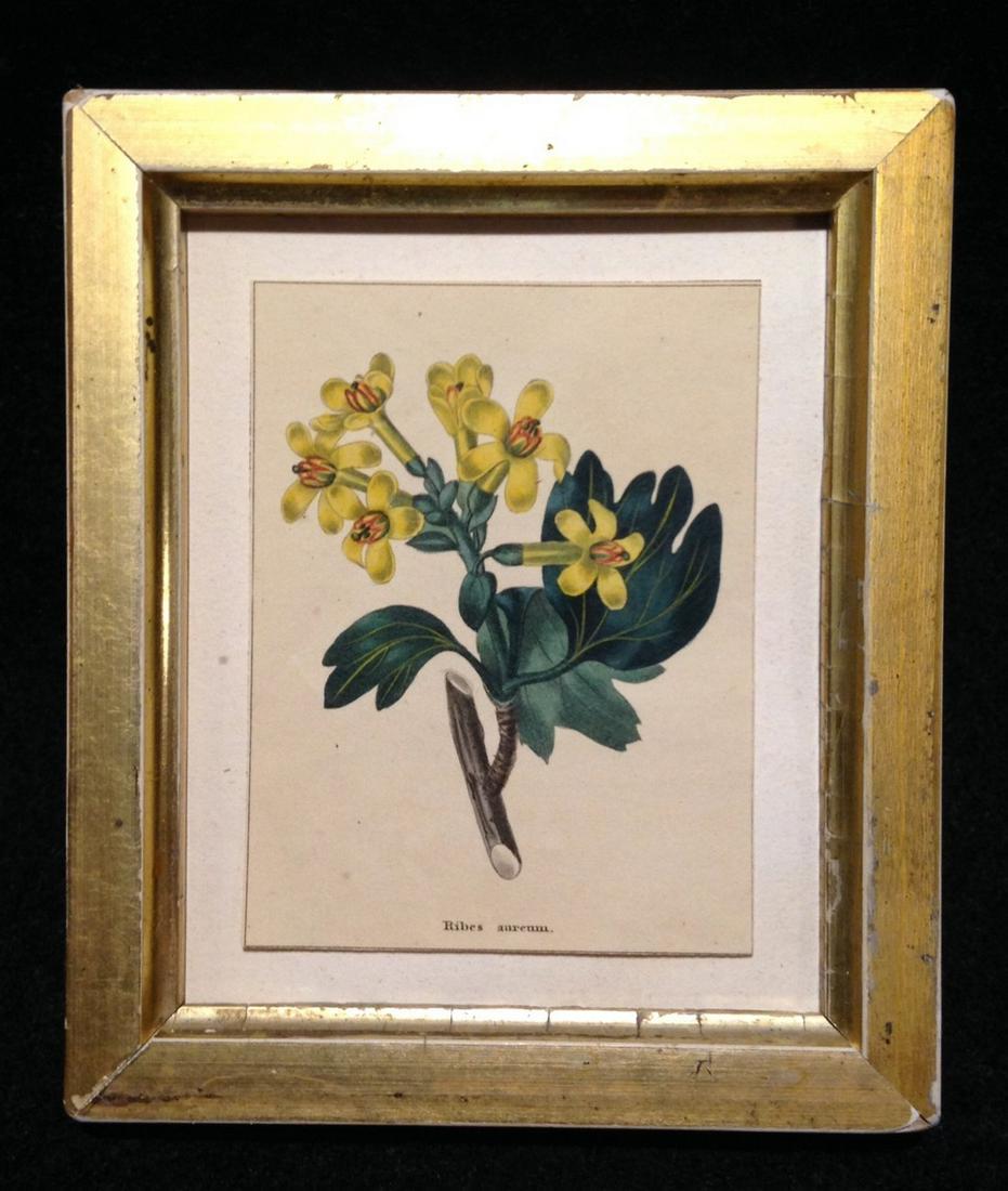 C 1820 hand colored yellow floral engraving (1 of 2)