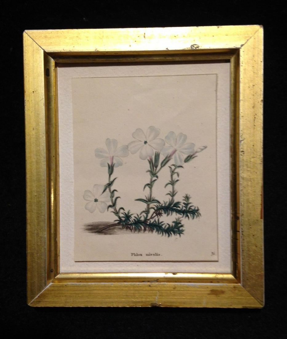 C1820 hand colored white floral engraving (1 of 2)
