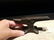Cast Iron Miniature "Colt 1855" Anvil - 3